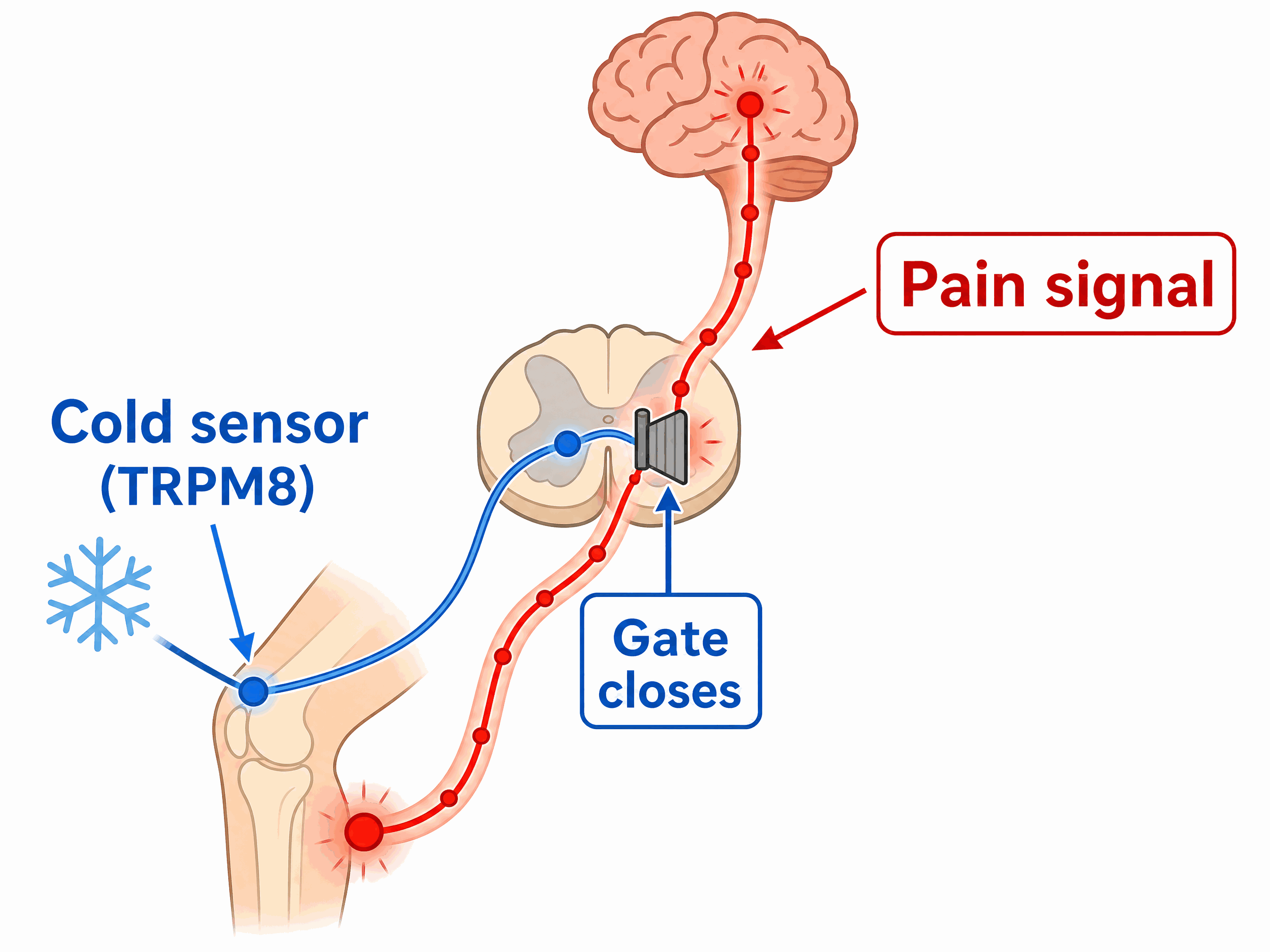 Diagram of cold sensors closing the gate on the pain signal
